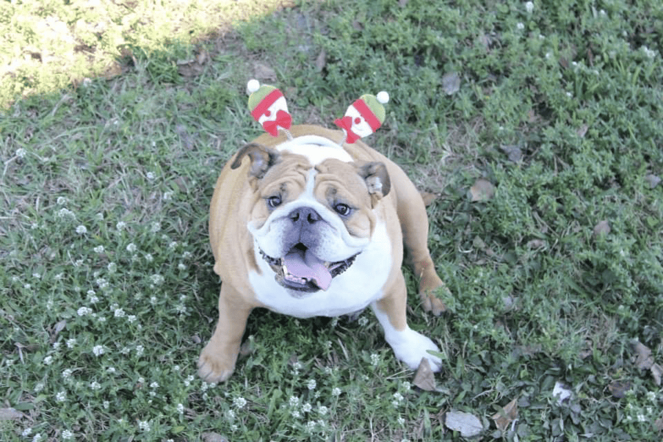 Bulldog with Christmas hat on for pet safety