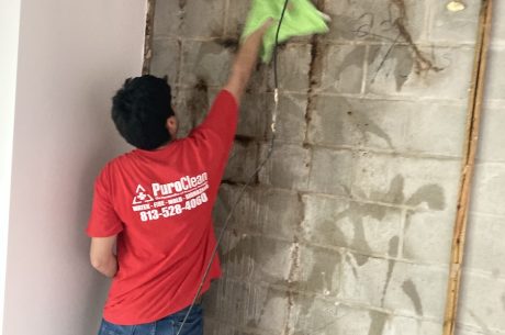 remediation of mold and wall stains