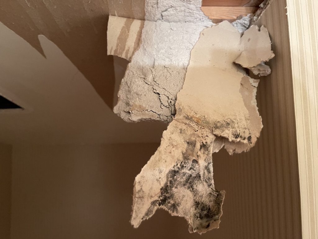 Mold Removal and Remediation