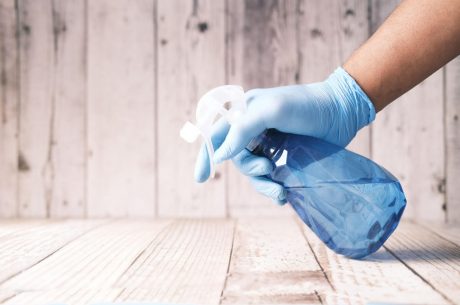 mold removal in wesly chapel