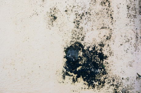 removing black mold restoring services in Zephyrhills, FL