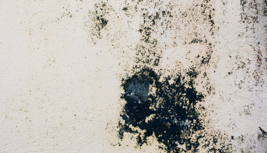 removing black mold restoring services in Zephyrhills, FL