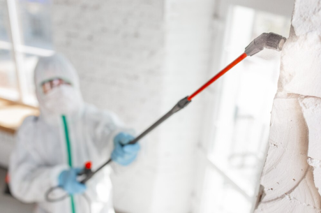 trusted mold remover in Zephyrhills