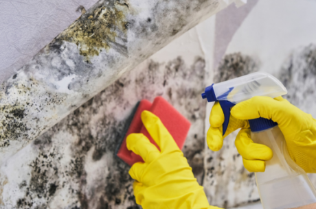 professional mold removal services