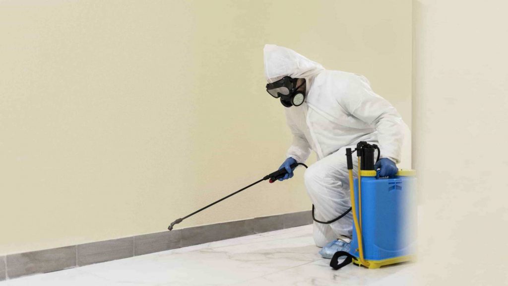 mold removal service near me