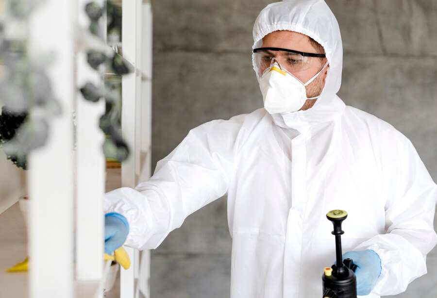 mold removal service