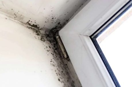 mold and odor removal in Zephyrhills