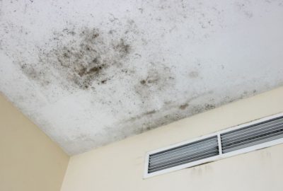 mold removal zephyrhills