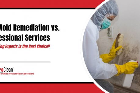 diy mold remediation vs professional services